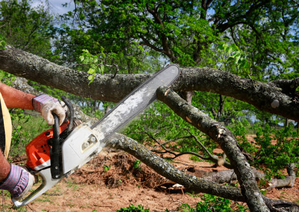 Best Tree Removal Near Me  in Cotter, AR